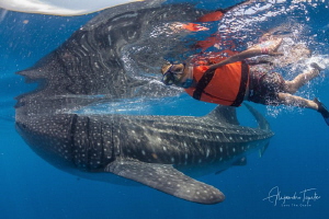 Alex and Whaleshark, Ilsa Contoy México by Alejandro Topete 